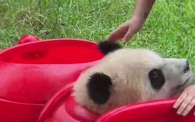 大熊猫被玩具卡头 吓得发出狗叫：在奶妈帮助下成功逃了出来